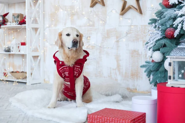 Adorable golden retriever dog wearing red coat sit in apartment or hotel living room with Christmas tree, decorative wooden stars, lights, balls, presents boxes, toys.