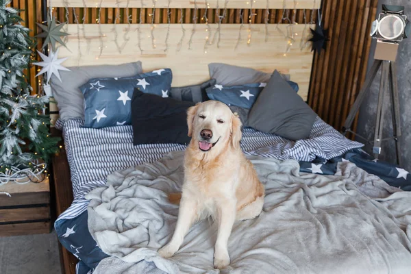 Happy golden retriever dog in scandinavian style bedroom with Christmas tree, stars, lights, decorative pillows. Pets friendly hotel or home room. Animals care concept.