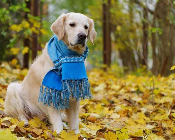 Adorable golden retriever dog wearing fancy wool scarf on fallen yellow leaves. Autumn in park. Pets care concept. Horizontal background, selective focus, copy space.