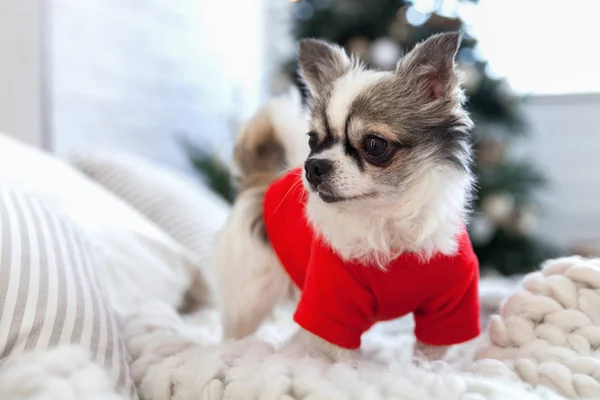 Pretty Chihuahua Puppy Dog Wearing Red Warm Sweater Scandinavian Style — Stock Photo, Image