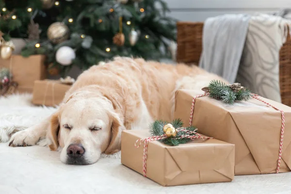 ゴールデン リトリーバーの子犬犬昼寝ボックスの装飾 ボール ライト プレゼントとクリスマス ツリーの近くの白い人工毛皮のコートに ペット フレンドリーなスカンジナビア スタイルのホテルや自宅の部屋 — ストック写真