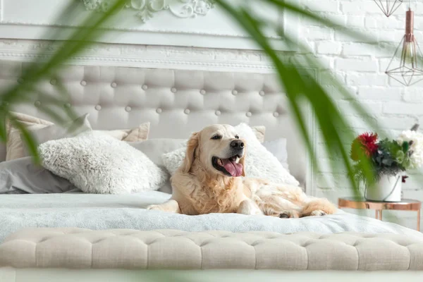 Golden Retriever Puppy Dog Luxurious Bright Colors Classic Eclectic Style — Stock Photo, Image