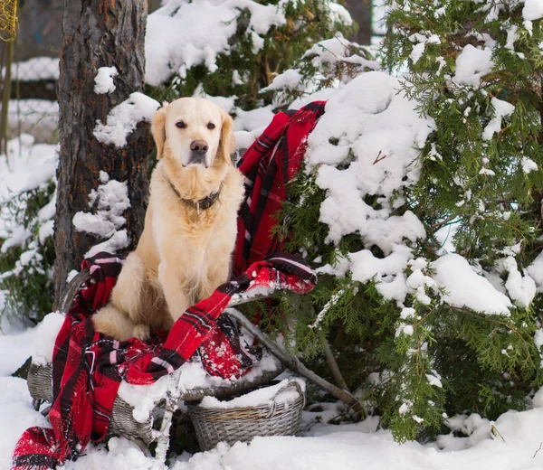 Adorável Cão Golden Retriever Sentado Cadeira Vime Quintal Com Acolhedor — Fotografia de Stock