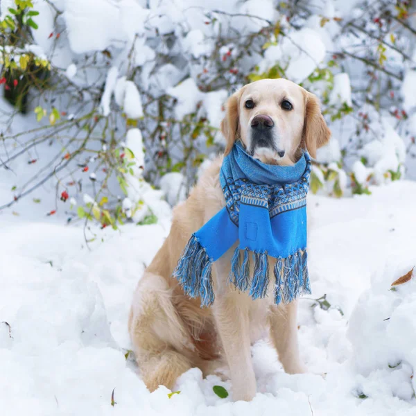 Adorable golden retriever dog wearing blue scarf sitting on snow. Winter in park. Square, selective focus. Pets care concept.