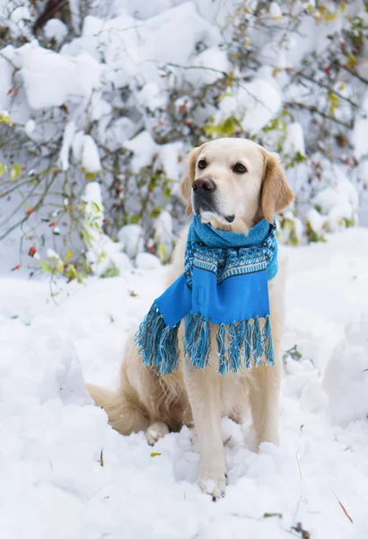 Adorable golden retriever dog wearing blue scarf sitting on snow. Winter in park. Horizontal, selective focus. Pets care concept.