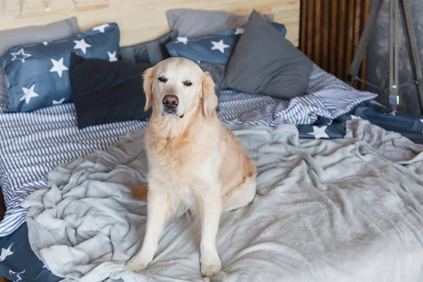 Happy Golden Retriever Cão Quarto Estilo Escandinavo Com Árvore Natal — Fotografia de Stock