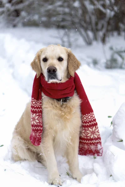 Krásný Zlatý Retrívr Pes Nosit Šálu Sněhu Kabát Zima Parku — Stock fotografie