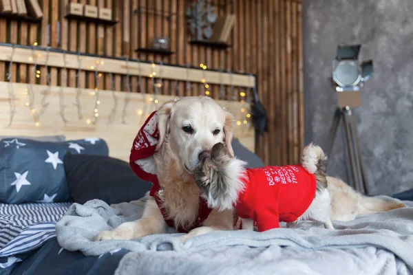 Happy Golden retriever and chihuahua puppy dogs wearing in red sweaters have a fun in loft style bedroom . Pets friendly  hotel or home room. Domestic life, friendship. Christmas mood image.