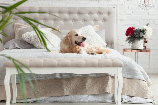 Golden Retriever Puppy Dog Luxurious Bright Colors Classic Eclectic Style — Stock Photo, Image