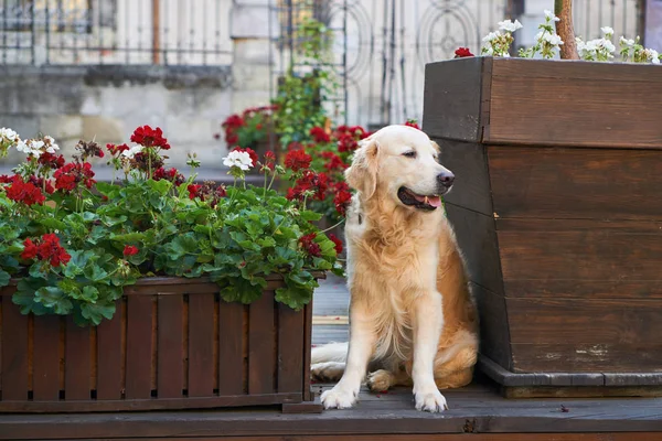 Happy young adorable golden retriever puppy dog sitting near wooden baskets with red flowers in old city downtown street. Adventures outdoor travel concept. Copy space background.