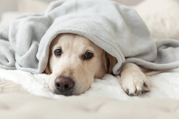 Verveeld Jonge Golden Retriever Hond Onder Licht Grijs Plaid Huisdier — Stockfoto