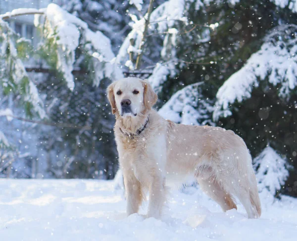 Rozkošný Zlatý Retrívr Pes Pobytu Sněhu Venkovní Zima Parku Kopírovat — Stock fotografie