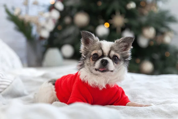 Pies Szczeniak Chihuahua Ładny Noszenie Czerwony Ciepły Sweter Skandynawskim Stylu — Zdjęcie stockowe