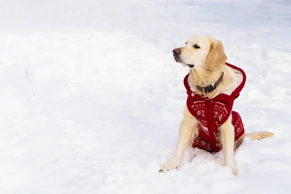 Rozkošný Zlatý Retrívr Pes Nosí Teplé Červené Vánoční Kabát Sedět — Stock fotografie