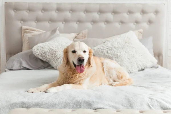 キングサイズ ベッドとベッドサイドのテーブルに豪華な明るい色古典的な折衷的なスタイルのベッドルームでのゴールデン リトリーバーの子犬犬 ペット友好的なホテルや自宅の部屋 — ストック写真
