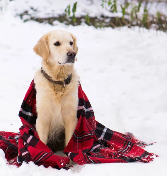 Rozkošný Zlatý Retrívr Pes Nosí Teplé Červené Vánoční Tartan Kostkované — Stock fotografie