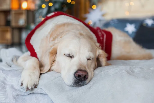 Golden retriever dog wearing red warm sweater sleep in scandinavian style bedroom with Christmas tree, lights, decorative pillows. Pets friendly hotel or home room. Animals care concept.