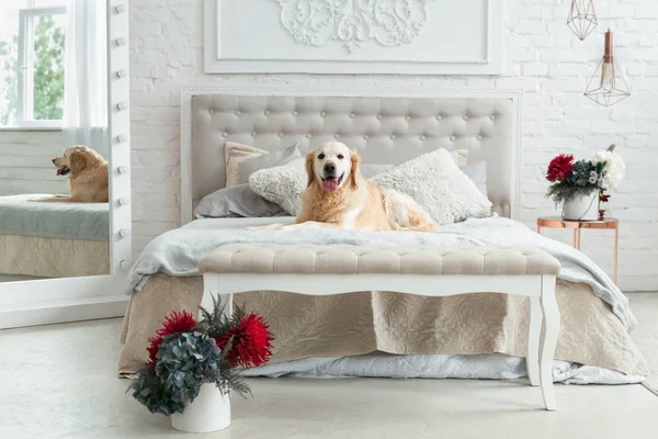 Lüks parlak renkler klasik eklektik tarzı yatak kral yatak ve komidin, kırmızı çiçekler ile Golden retriever yavru köpek. Evcil hayvan dostu otel veya ev Oda.