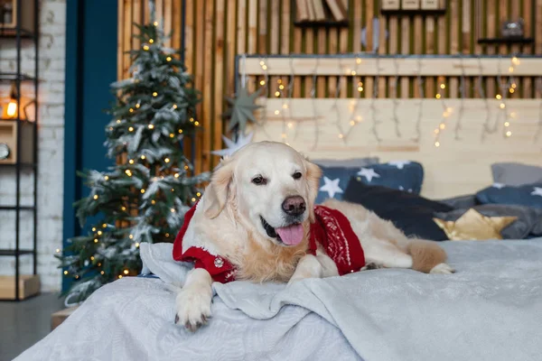 Golden retriever dog wearing red warm sweater in scandinavian style bedroom with Christmas tree, lights, decorative pillows. Pets friendly hotel or home room. Animals care concept.