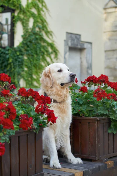 Happy young adorable golden retriever puppy dog sitting near wooden baskets with red flowers in old city downtown street. Adventures outdoor travel concept. Copy space background.