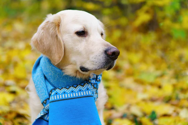 Adorable golden retriever dog wearing fancy warm scarf on fallen yellow leaves. Autumn in park. Pets care concept. Horizontal wallpaper, selective focus, copy space.