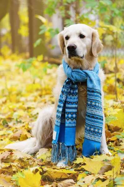 Adorable golden retriever dog wearing chic wool scarf on fallen yellow leaves. Autumn in park. Pets care concept. Vertical, selective focus, copy space.