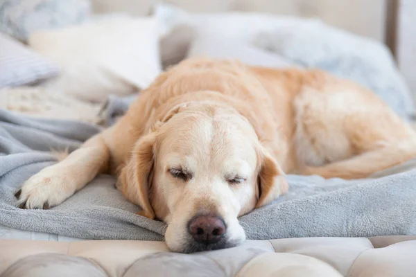 愛らしいゴールデン リトリーバー犬現代ベッドの家やホテルの軽いパステル グレー ホワイト北欧織物装飾コート枕で睡眠 ペット ユーザーフレンドリーをコンセプト — ストック写真