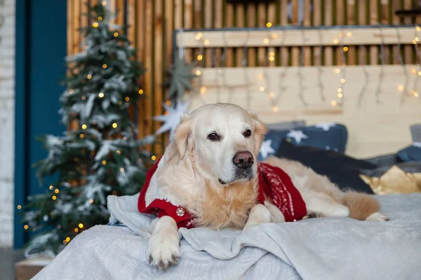 Golden retriever dog wearing red warm sweater in scandinavian style bedroom with Christmas tree, lights, decorative pillows. Pets friendly hotel or home room. Animals care concept.