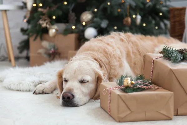Golden retriever köpek yavrusu köpek nap kutularındaki süsleme, topları, ışıklar ve hediyeler ile Noel ağacı yakınındaki beyaz yapay kürk manto üzerinde. Evcil hayvan dostu İskandinav tarzı otel veya ev Oda.