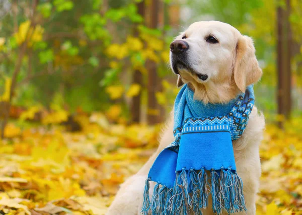 Adorable golden retriever dog wearing fancy wool scarf on fallen yellow leaves. Autumn in park. Pets care concept. Horizontal background, selective focus, copy space.