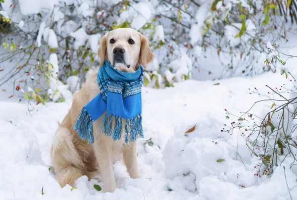Adorable golden retriever dog wearing blue scarf sitting on snow. Winter in park. Horizontal, selective focus. Pets care concept.
