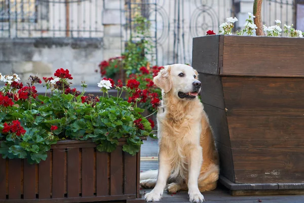 Happy young adorable golden retriever puppy dog sitting near wooden baskets with red flowers in old city downtown street. Adventures outdoor travel concept. Copy space background.