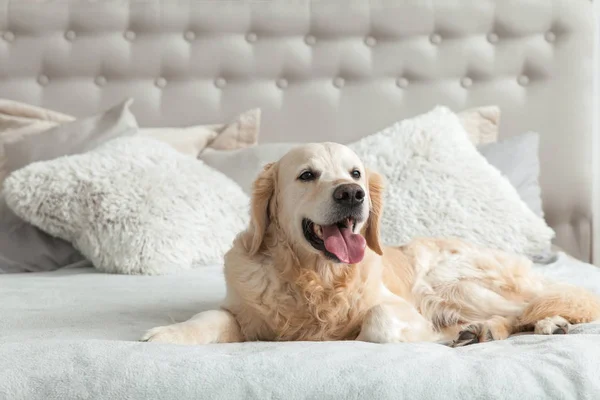 Golden retriever yavru köpek lüks parlak renkler klasik eklektik tarzı yatak kral yatak ve başucu masalı. Evcil hayvan dostu otel veya ev Oda.