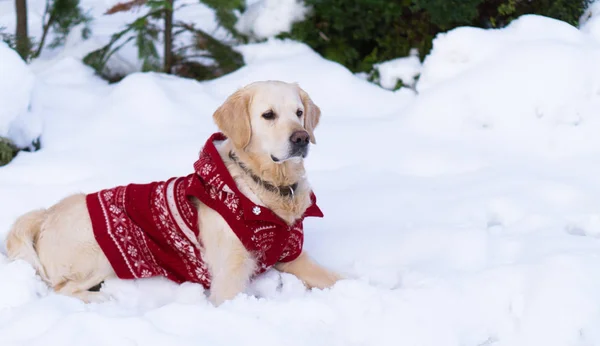Rozkošný Zlatý Retrívr Pes Nosí Teplé Červené Vánoční Kabát Leží — Stock fotografie