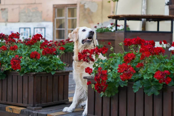 Happy young adorable golden retriever puppy dog sitting near wooden baskets with red flowers in old city downtown street. Adventures outdoor travel concept. Copy space background.