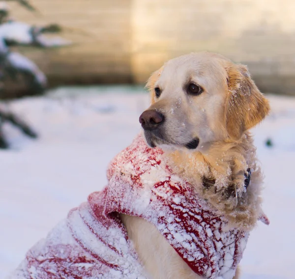 Rozkošný Zlatý Retrívr Pes Nosí Teplý Červený Kabát Zima Parku — Stock fotografie