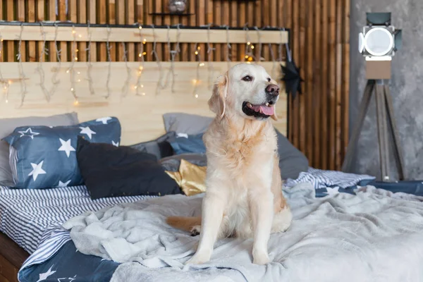 Happy golden retriever dog in scandinavian style bedroom with Christmas tree, stars, lights, decorative pillows. Pets friendly hotel or home room. Animals care concept.