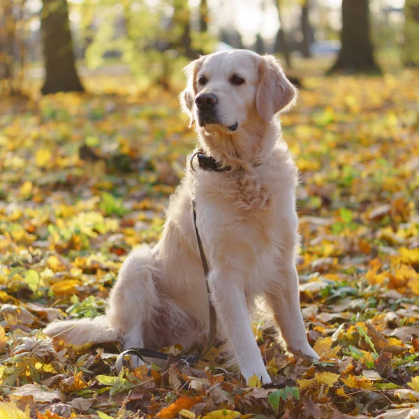 Adorável Cão Golden Retriever Sentado Uma Folhas Amarelas Caídas Outono — Fotografia de Stock