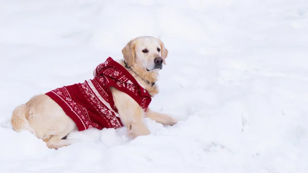 Αξιολάτρευτα Golden Retriever Σκύλου Φορώντας Ζεστό Κόκκινο Χριστουγεννιάτικο Παλτό Ξαπλώστε — Φωτογραφία Αρχείου