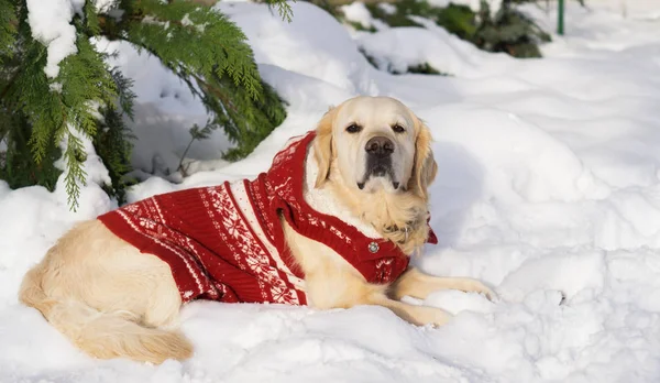 Rozkošný Zlatý Retrívr Pes Nosí Teplé Červené Vánoční Kabát Leží — Stock fotografie