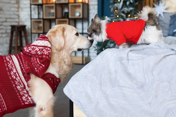 Happy Golden Retriever Chihuahua Puppy Dogs Wearing Red Sweaters Have — Stock Photo, Image