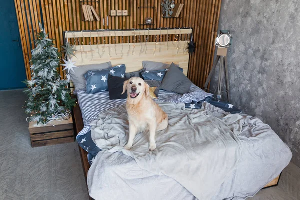 Happy golden retriever dog in scandinavian style bedroom with Christmas tree, stars, lights, decorative pillows. Pets friendly hotel or home room. Animals care concept.