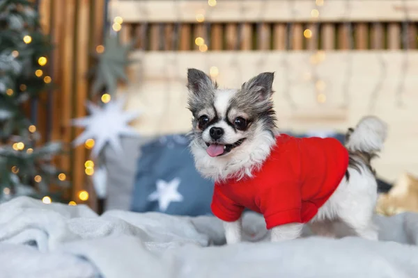 Hübsch Lächelnder Chihuahua Welpe Rotem Warmen Pullover Skandinavischen Stil Schlafzimmer — Stockfoto