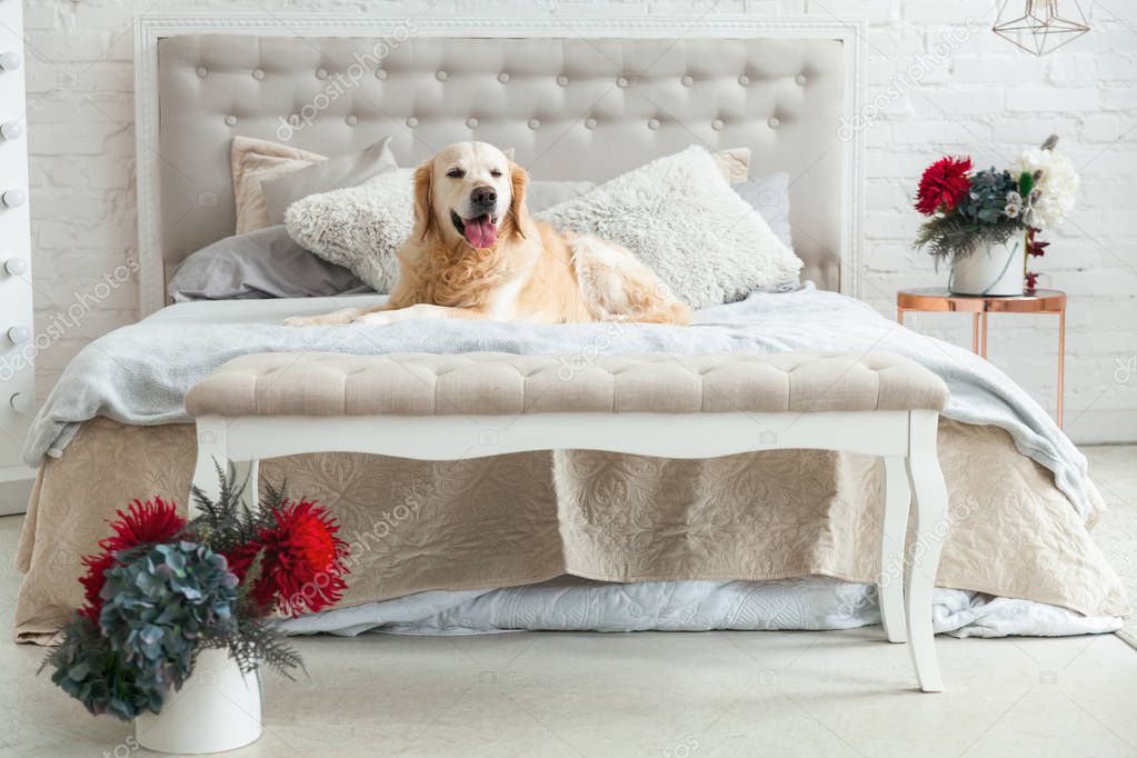 Golden retriever puppy dog in luxurious bright colors classic eclectic style bedroom with king-size bed and bedside table, red flowers. Pets friendly  hotel or home room.