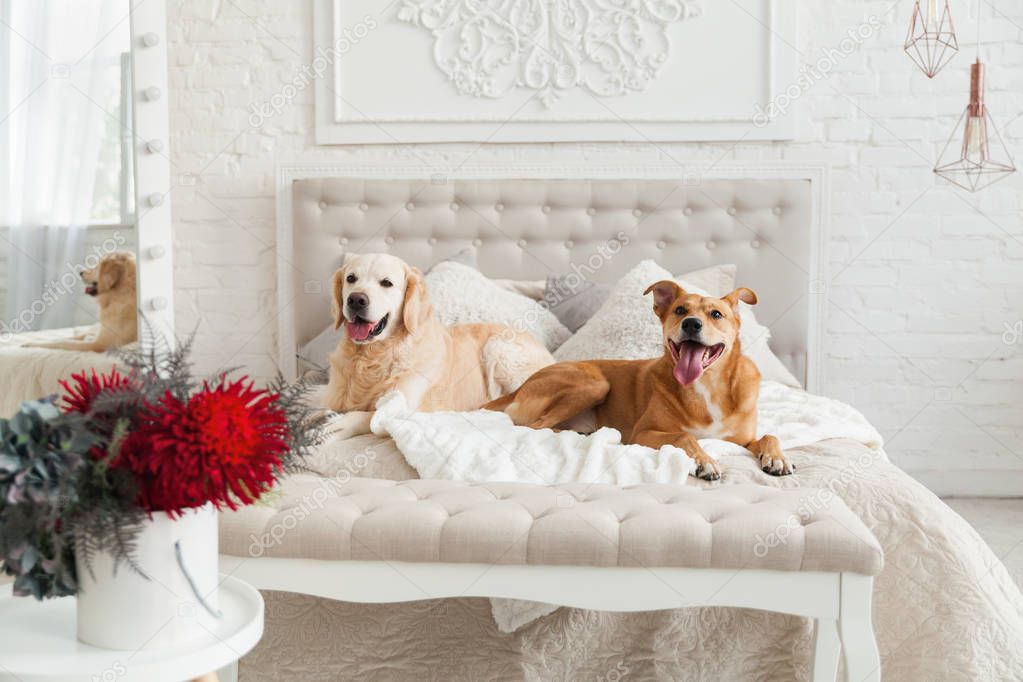 Golden retriever and mixed breed ginger dogs in luxurious bright colors classic eclectic style bedroom with king-size bed, bedside table and mirror. Pets friendly  hotel or home room.