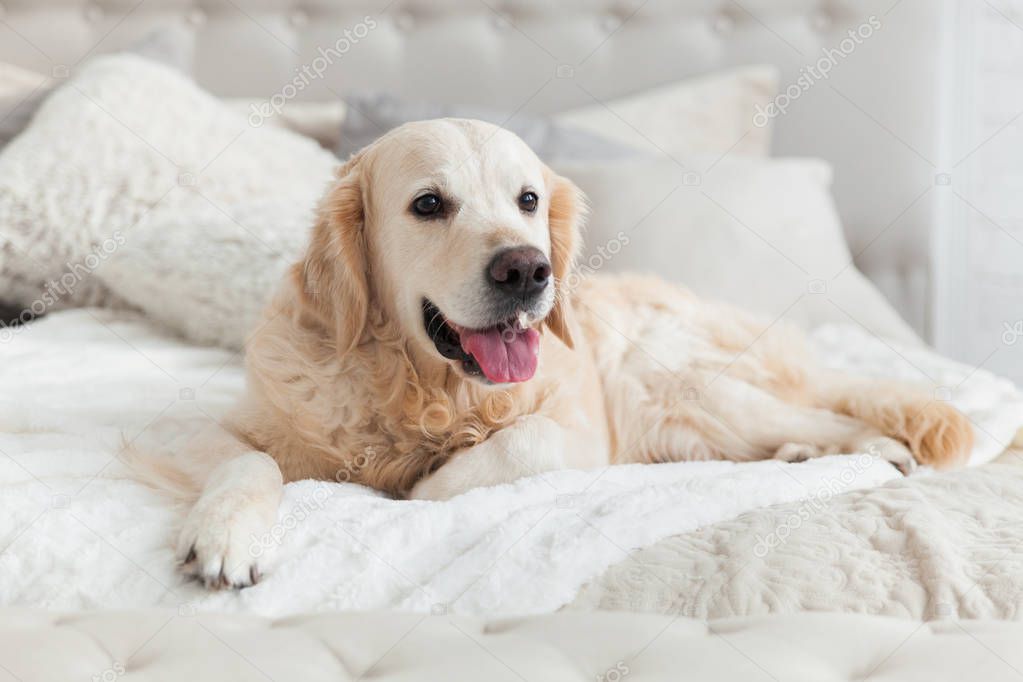 Golden retriever puppy dog in luxurious bright colors classic eclectic style bedroom with king-size bed and bedside table. Pets friendly  hotel or home room.