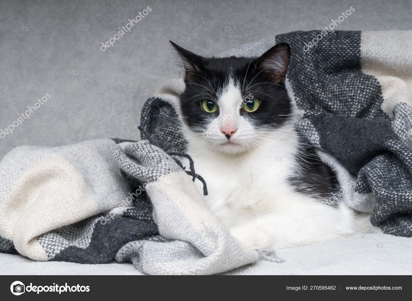 Schöne Junge Grüne Augen Gemischte Rasse Katze Wärmt Unter