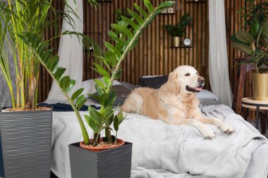 Ev veya otelde yatakta ceket ve yastık üzerinde Golden retriever köpek yavrusu. İskandinav daire de yeşil bitkiler yatak odası iç tarzı. Evcil hayvan dostu konsept, çevre dostu yaşam tarzı, kopyalama alanı.