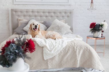 Lüks parlak renklerde mutlu gülümseyen altın retriever köpek yavrusu köpek kral yatak ve başucu masa, kırmızı çiçekler ile klasik eklektik tarzı yatak odası. Evcil hayvan dostu otel veya ev odası.