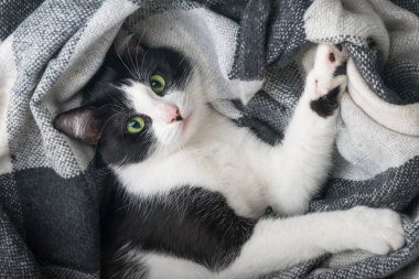 Güzel genç yeşil gözleri karışık cins kedi soğuk kış havasında siyah, gri ve beyaz tartan ekose altında ısıtır. Evcil hayvan bakım konsepti. Ev veya otel yatak odasında hayvan kapalı. Metin için boş alan kopyalama.